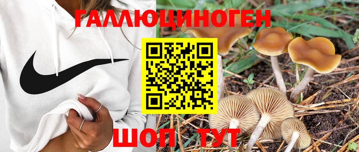 Гусев  Псилоцибиновые грибы мухоморы  Галлюциногенные грибы GOLDEN TEACHER  дарнет шоп  Вход с VPN 